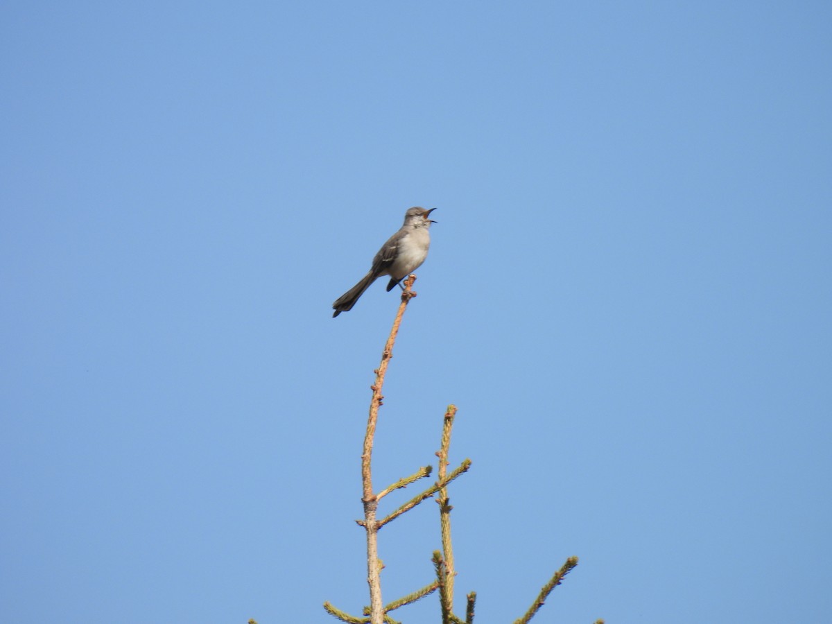 Northern Mockingbird - ML617154593