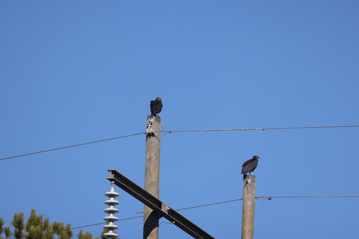 Black Vulture - Allan Williams