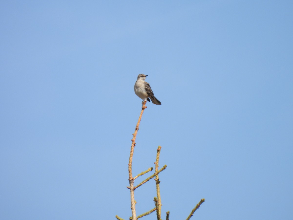 Northern Mockingbird - ML617154625