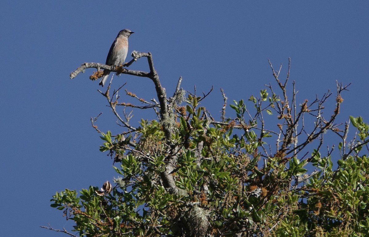 Western Bluebird - Tom Beland