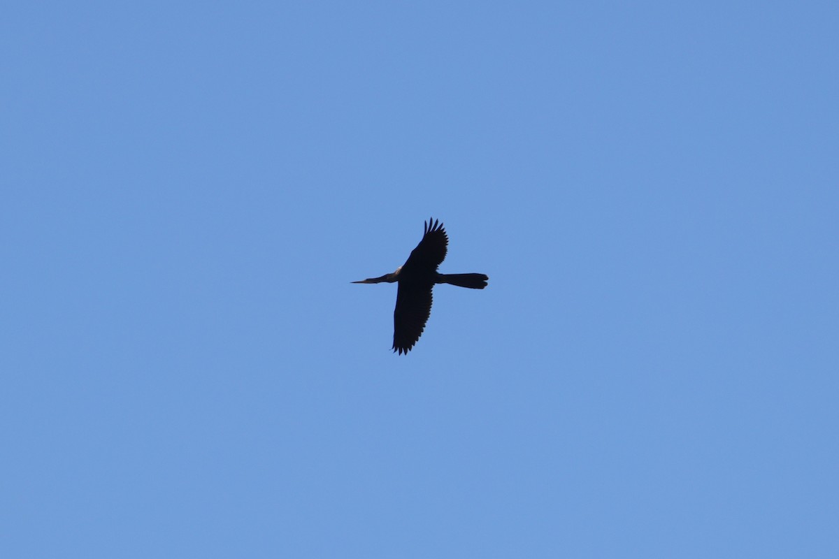 Anhinga Americana - ML617154658