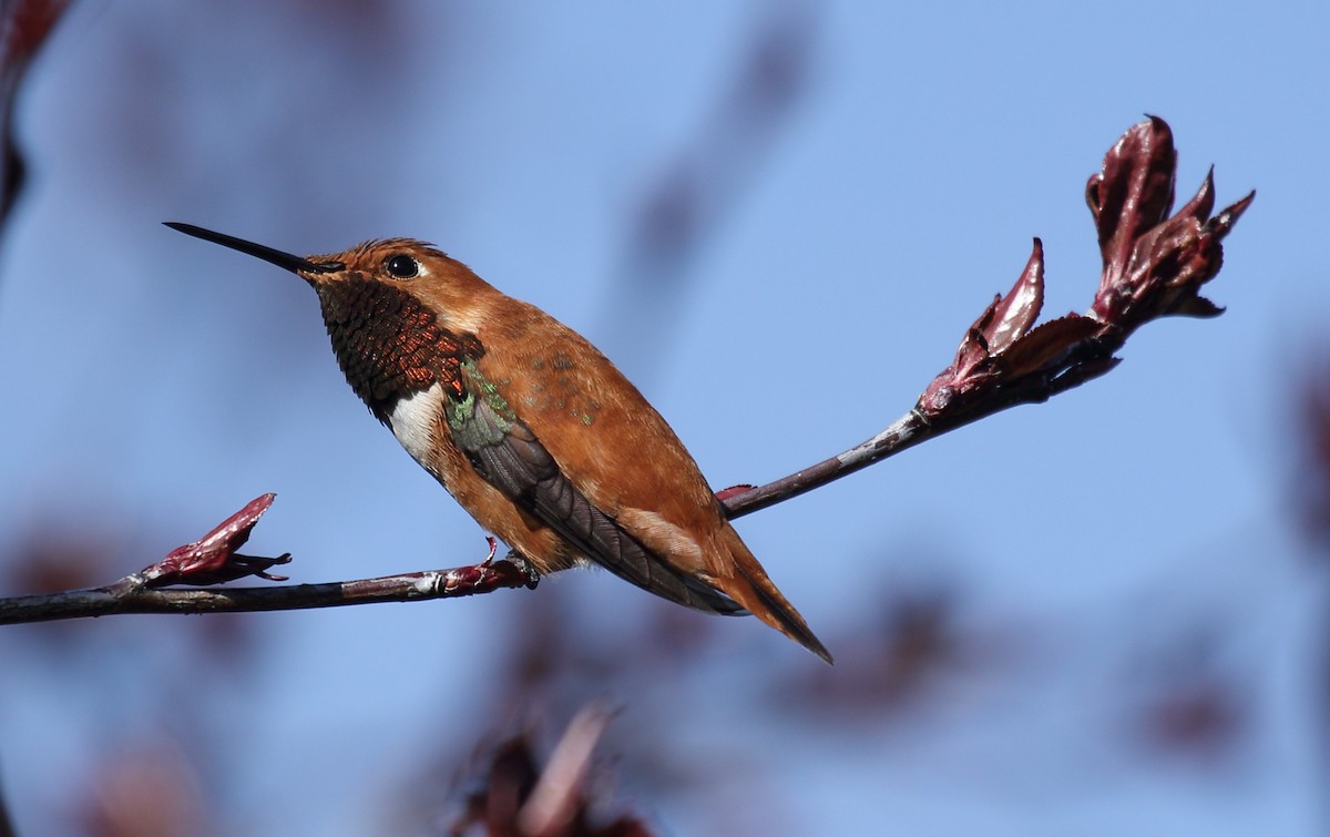 Rufous Hummingbird - ML617154673