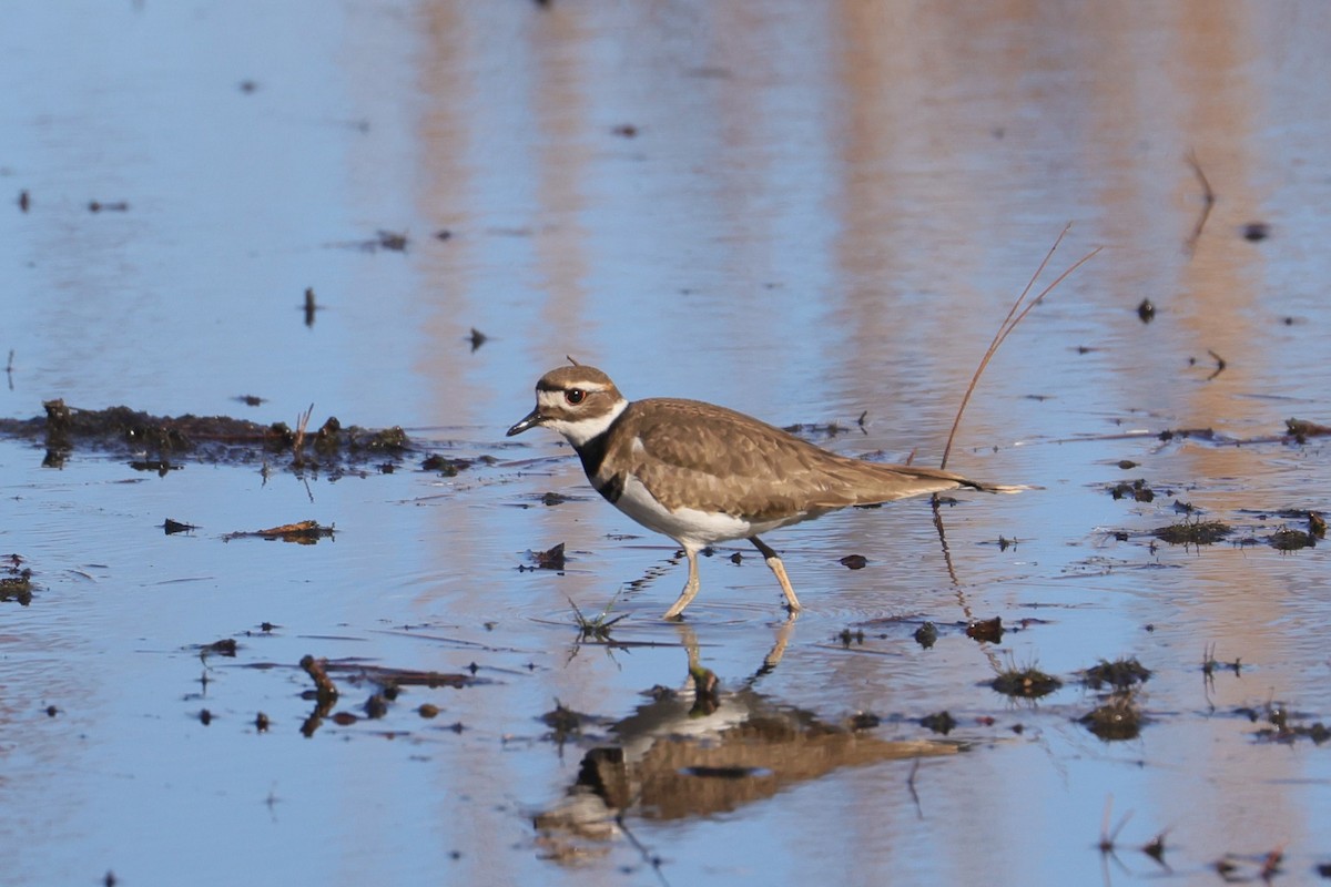 Killdeer - ML617154688