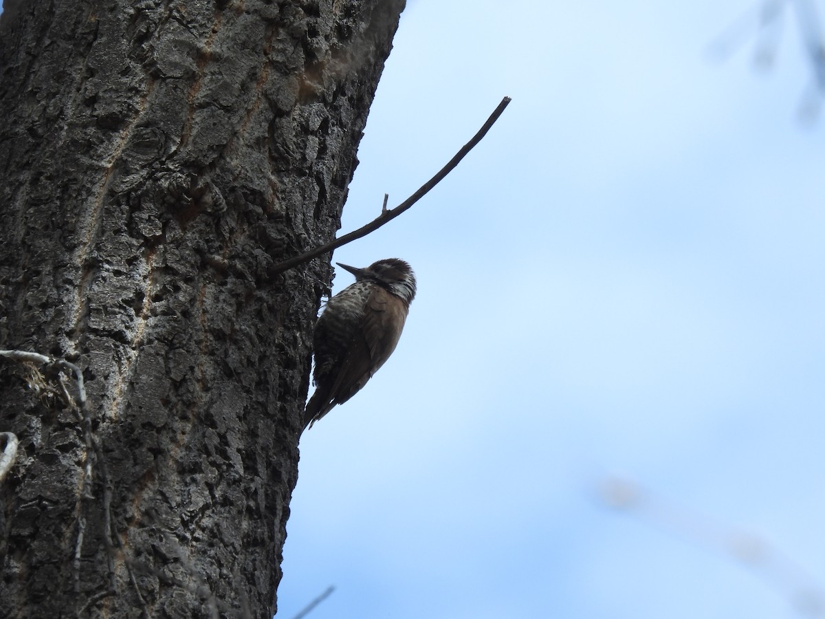 Arizona Woodpecker - Jim James