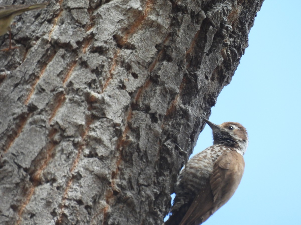 Arizona Woodpecker - Jim James