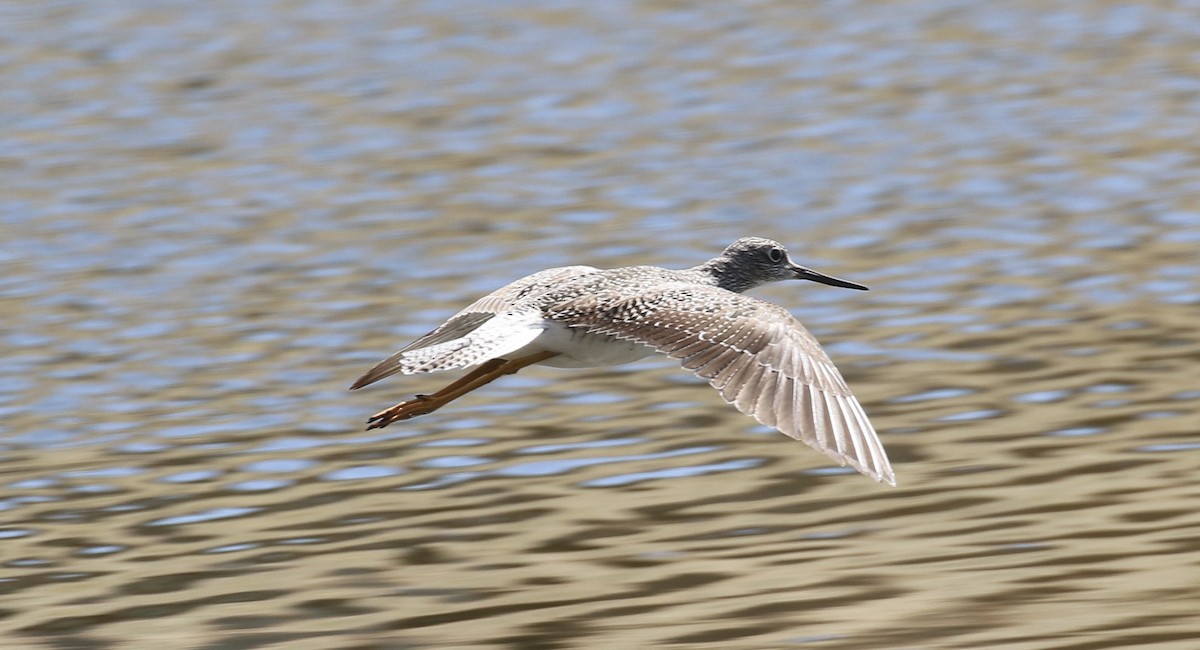 Greater Yellowlegs - ML617154714