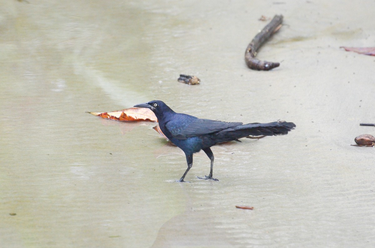 Great-tailed Grackle - Anita Morales