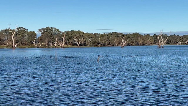 Little Black Cormorant - ML617154773