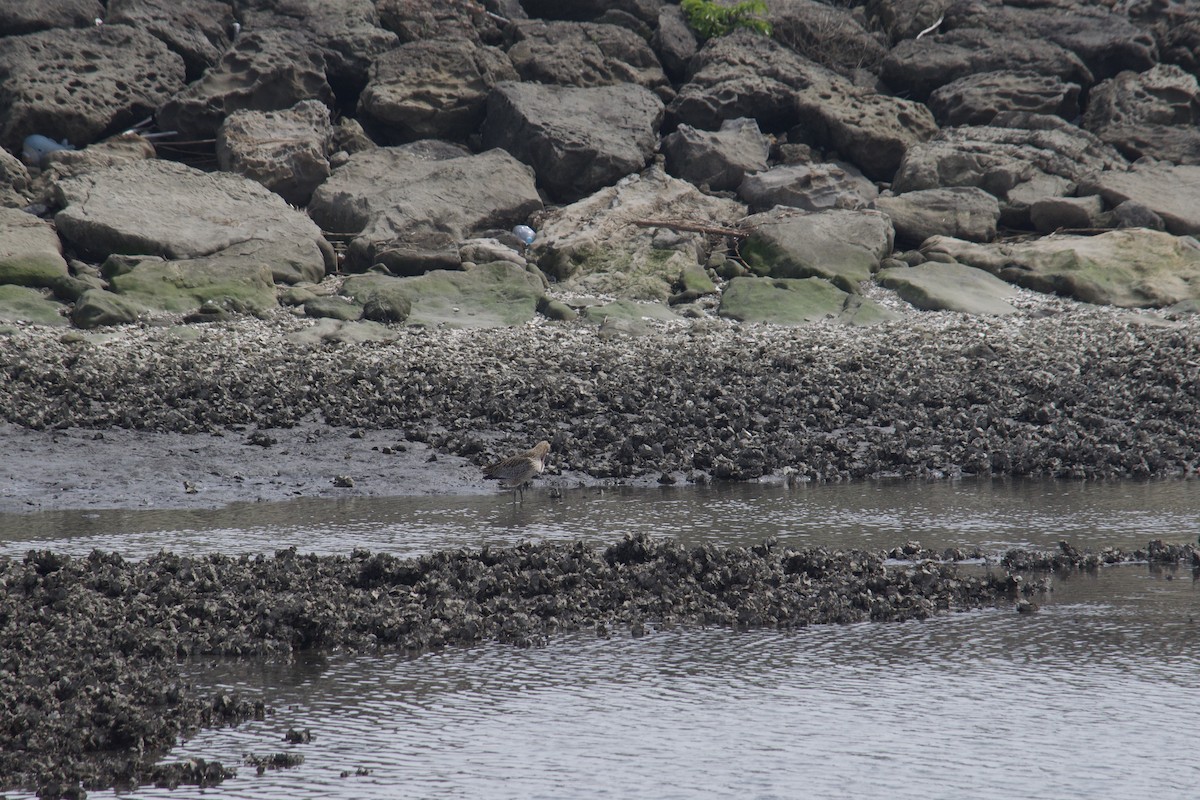 Far Eastern Curlew - ML617154784