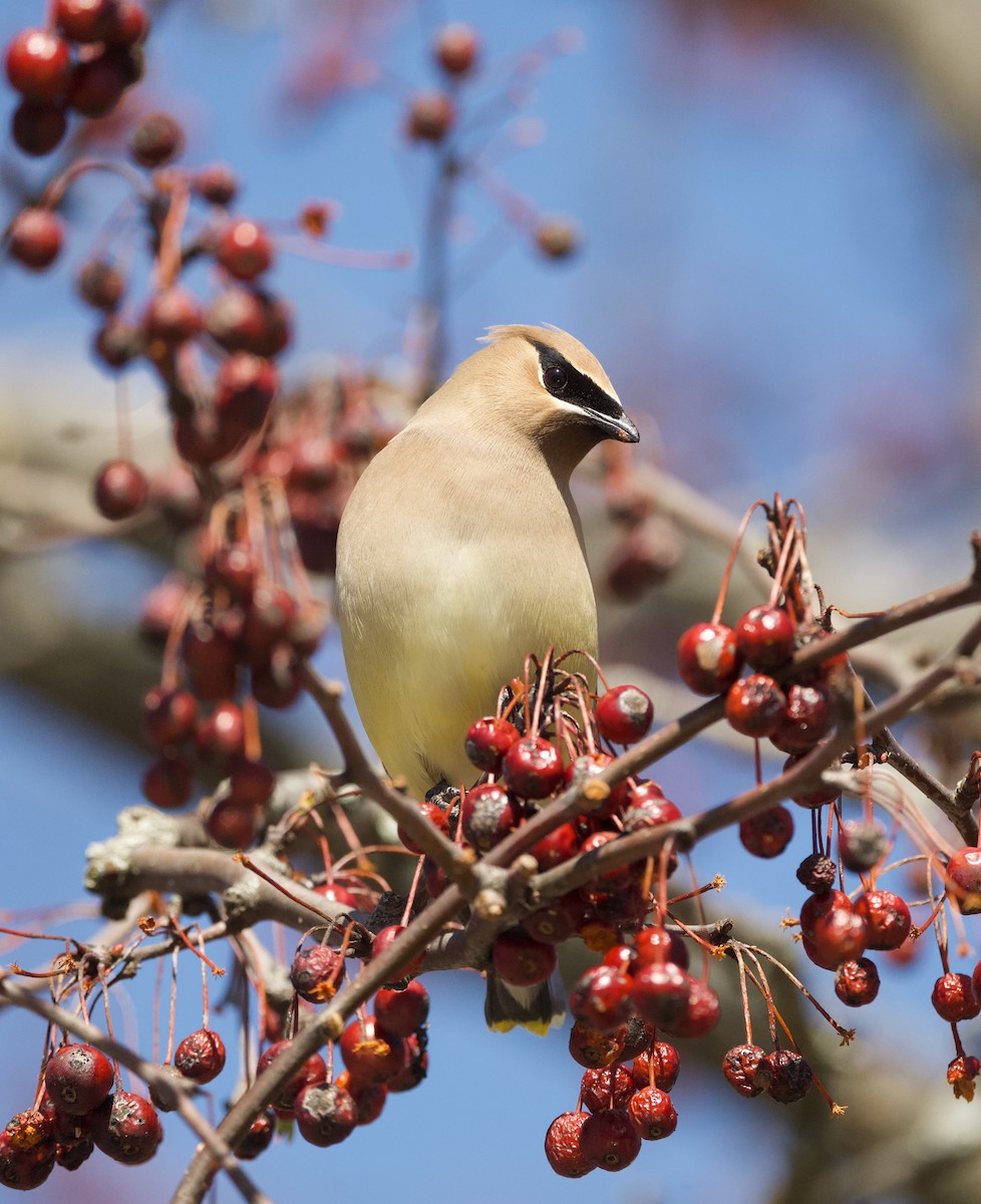 Cedar Waxwing - ML617154795