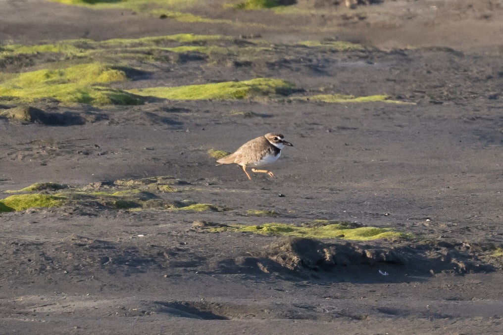 Wilson's Plover - ML617154809