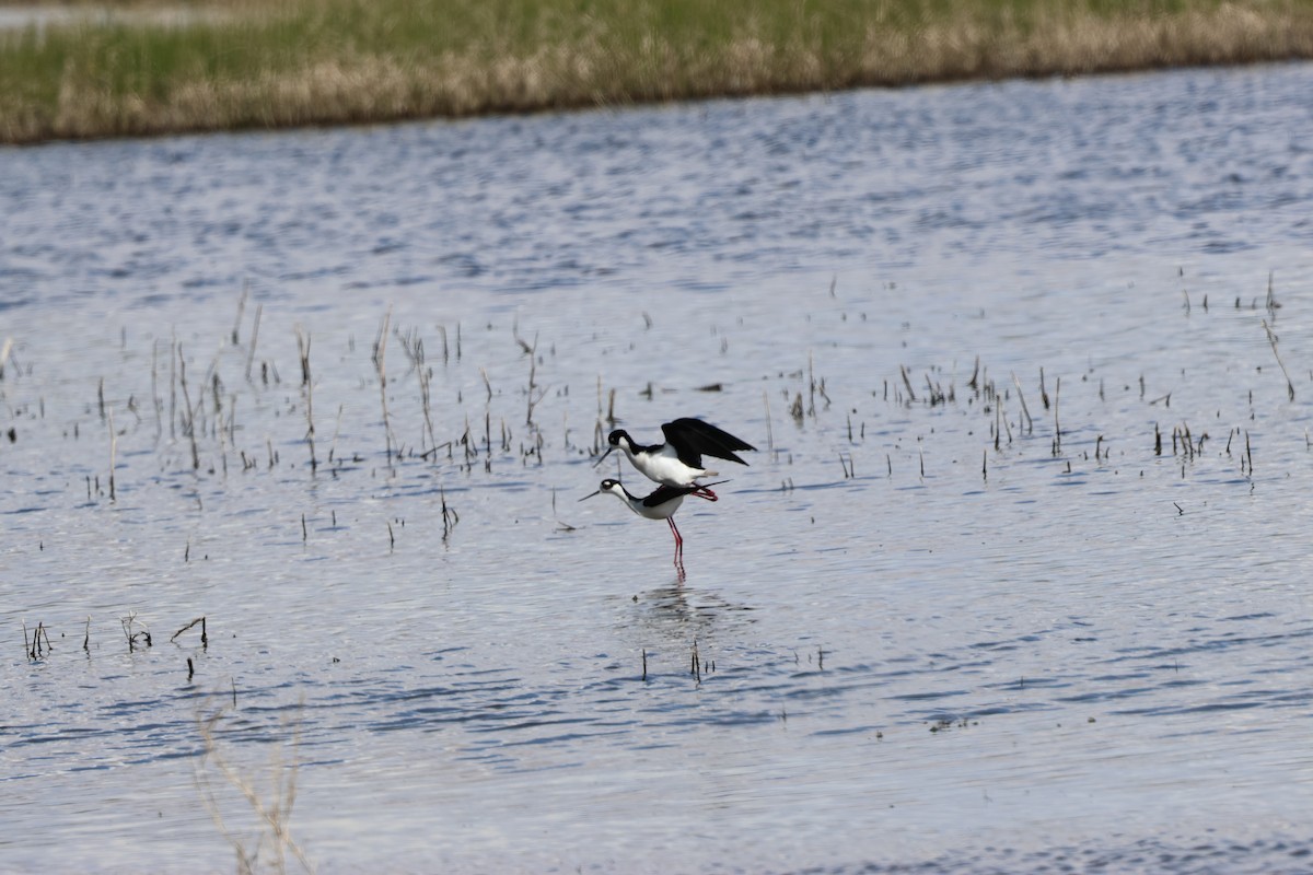 Black-necked Stilt - Bruce Wayne