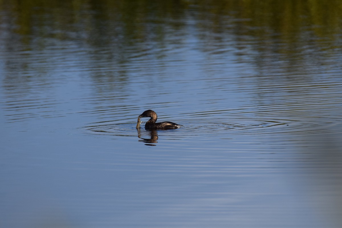 Pied-billed Grebe - ML617154832