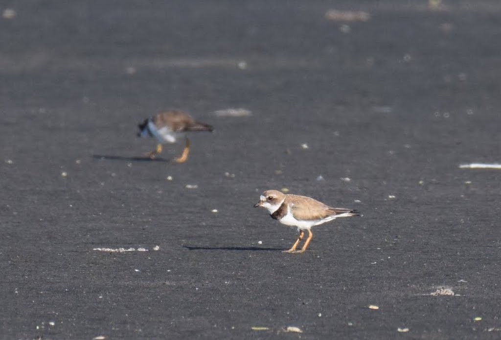 Semipalmated Plover - ML617154844