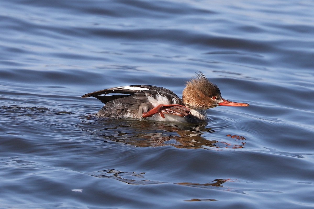 Red-breasted Merganser - ML617154857