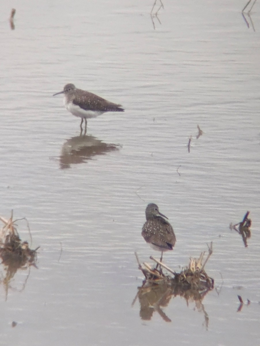 Solitary Sandpiper - ML617154871