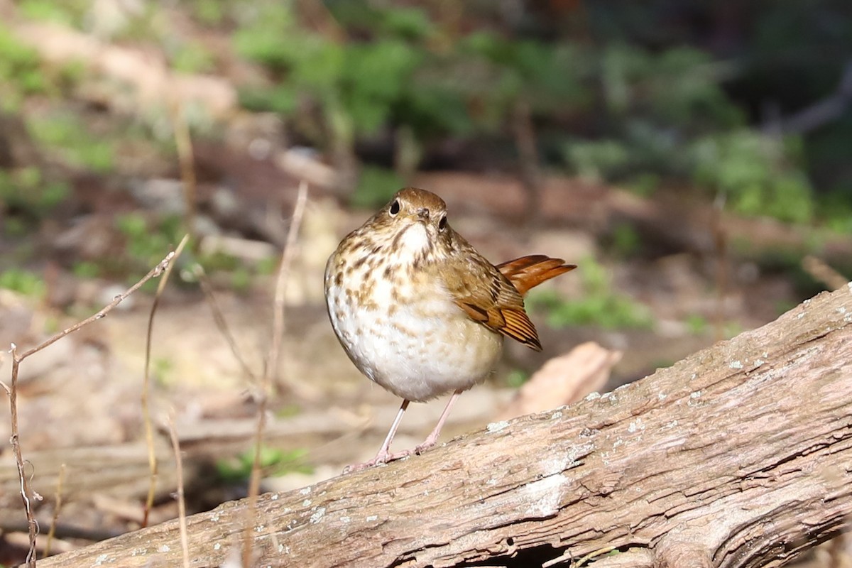 Hermit Thrush - ML617154901