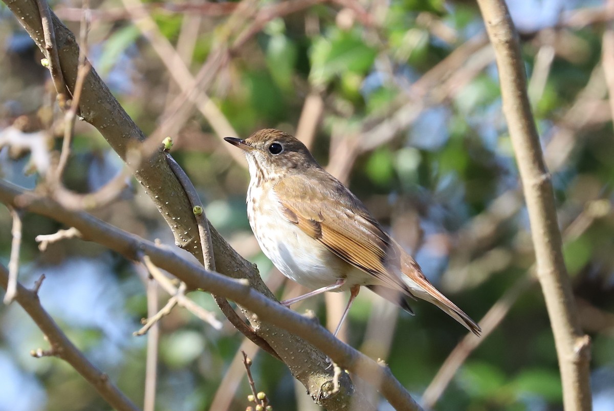 Hermit Thrush - ML617154902