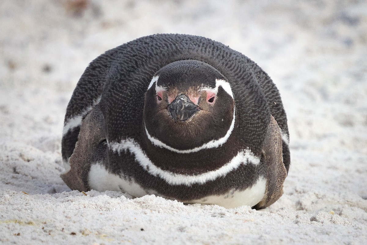 Magellanic Penguin - ML617154907