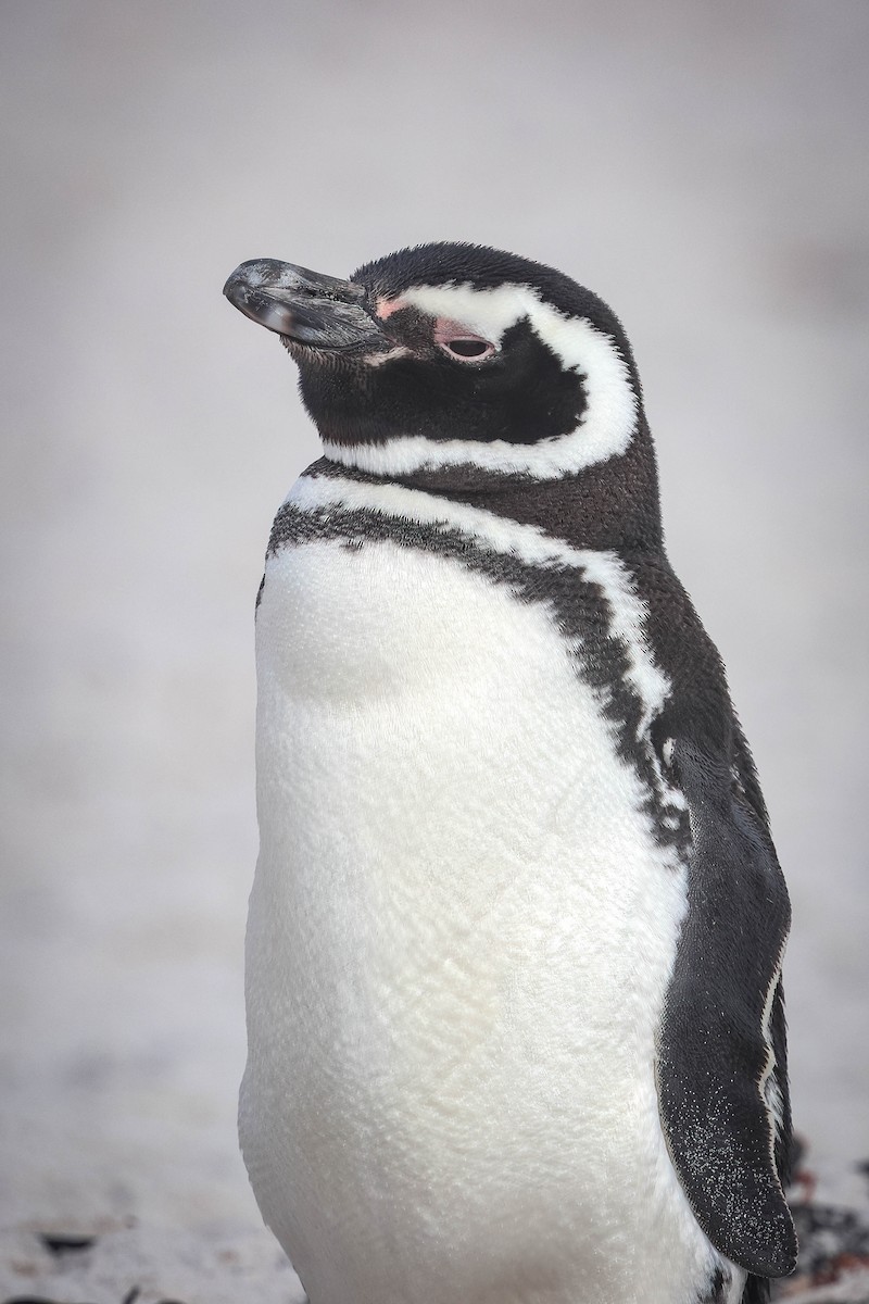 Magellanic Penguin - ML617154912