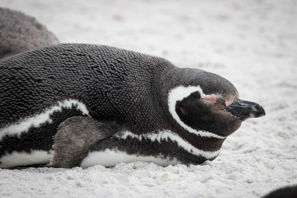 Magellanic Penguin - ML617154915