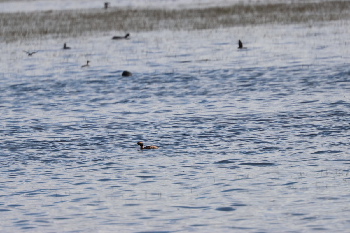 Horned Grebe - ML617154922