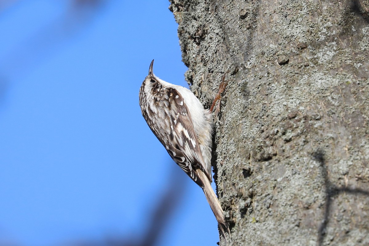 Brown Creeper - ML617154923