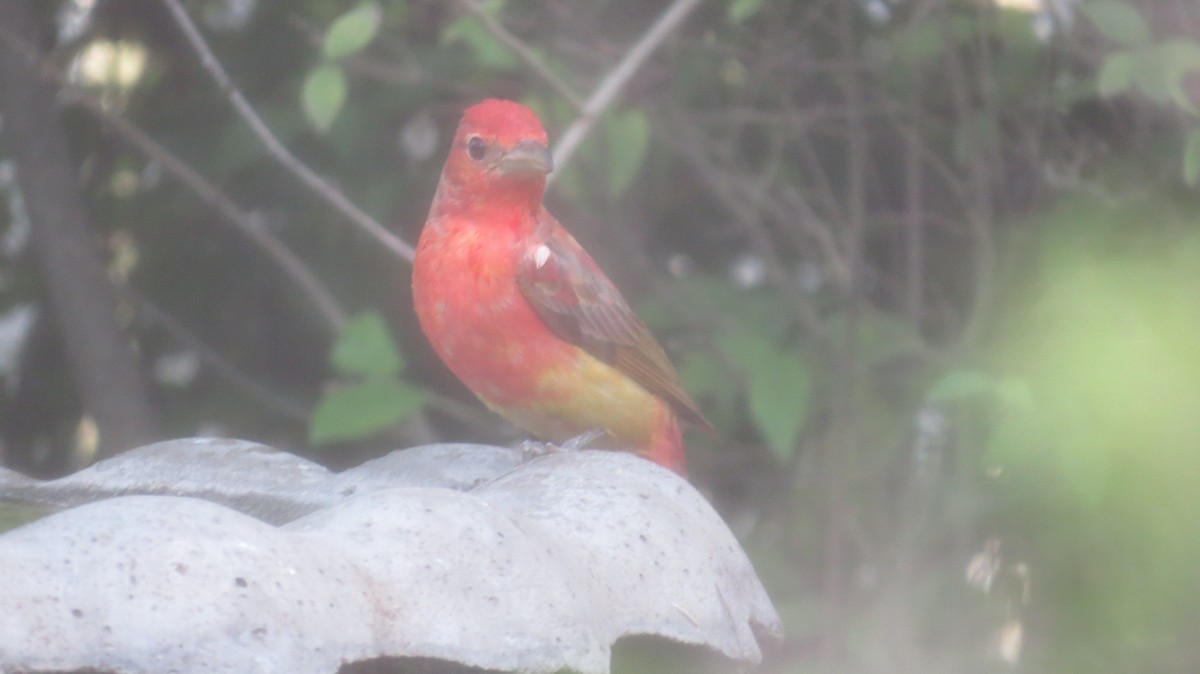 Summer Tanager - Pat Heirs