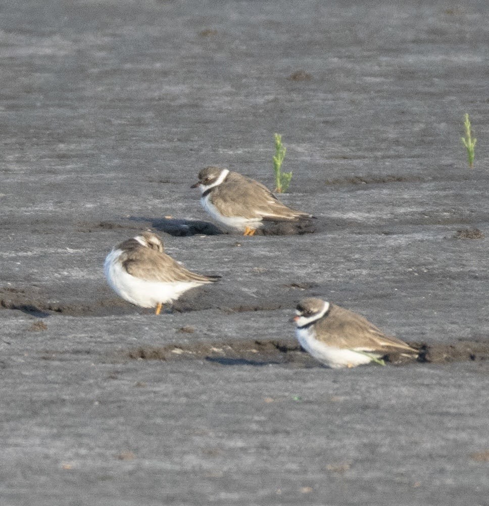 Semipalmated Plover - ML617155007