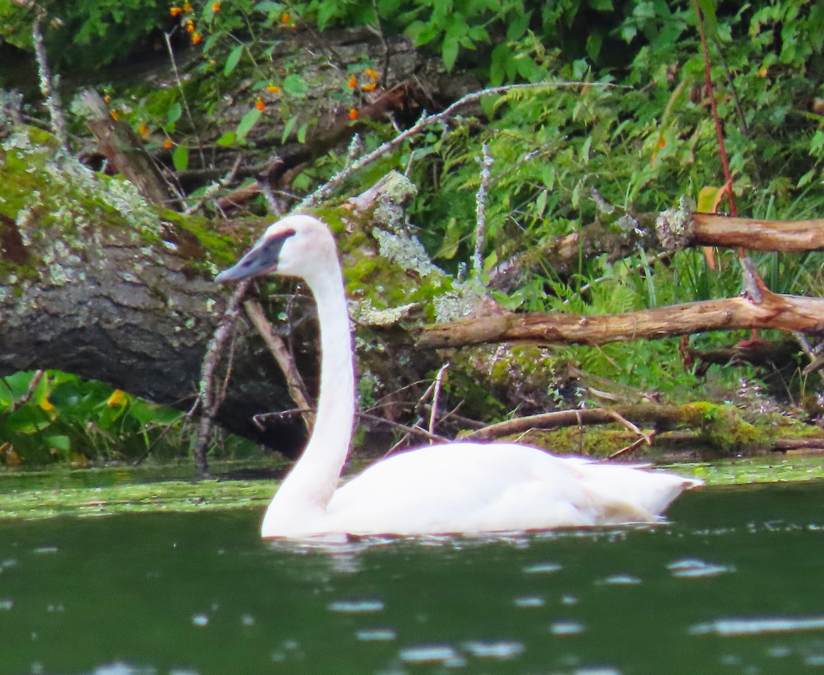 Trumpeter Swan - ML617155012