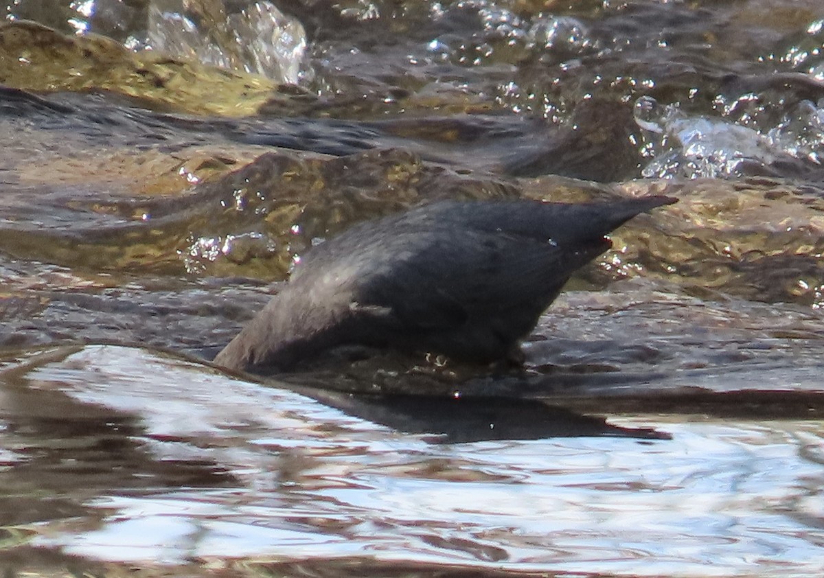 American Dipper - ML617155019