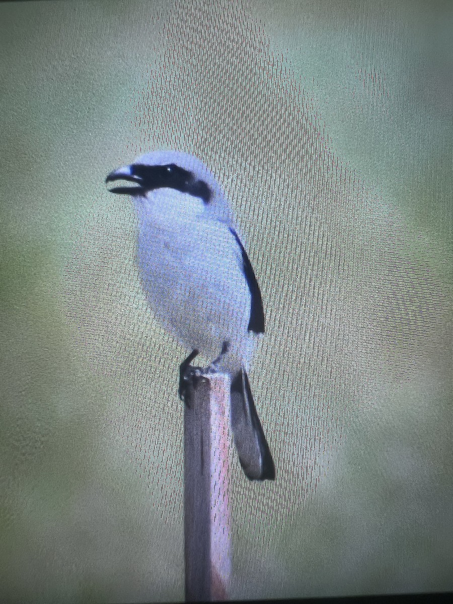 Loggerhead Shrike - ML617155080