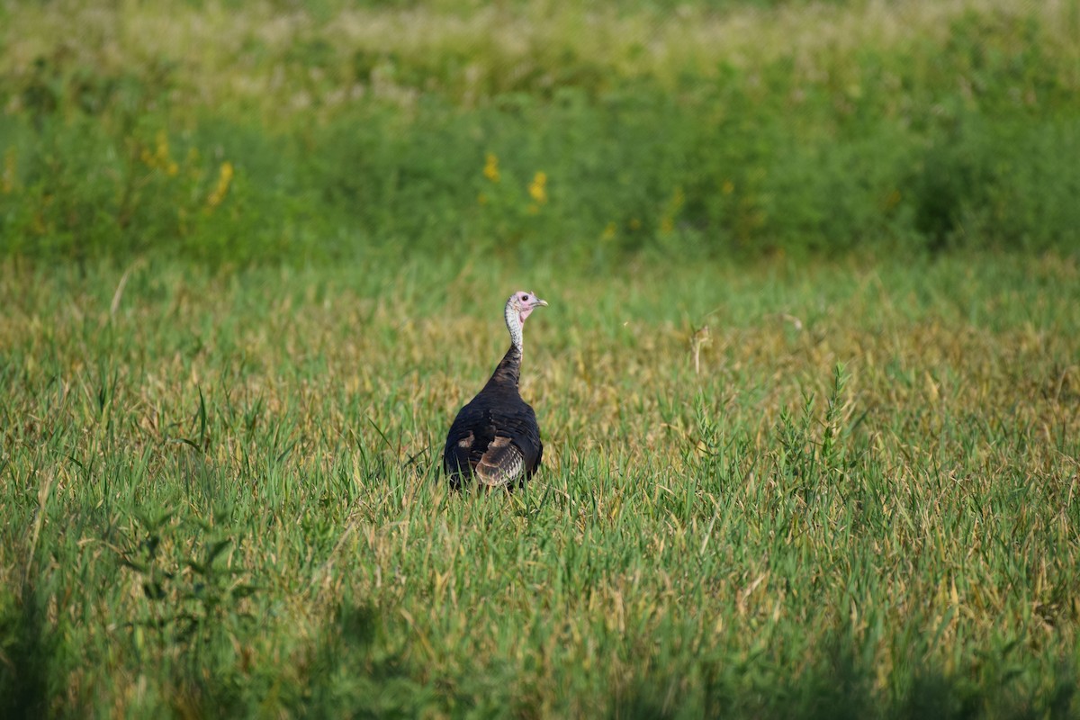 Wild Turkey - ML617155102