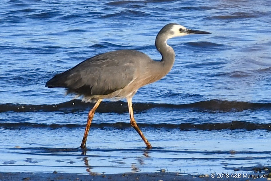 White-faced Heron - Bernadette and Amante Mangaser