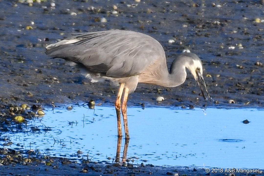 White-faced Heron - Bernadette and Amante Mangaser