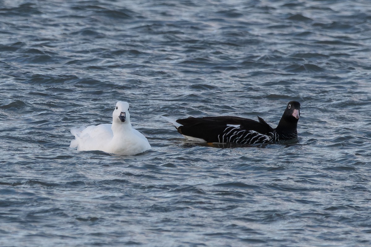 Kelp Goose - ML617155149