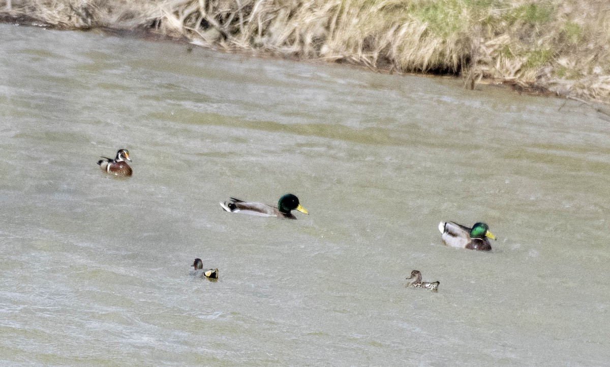 Green-winged Teal - ML617155151