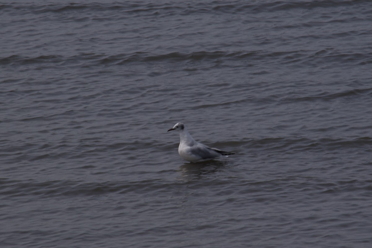 Black-headed Gull - ML617155174