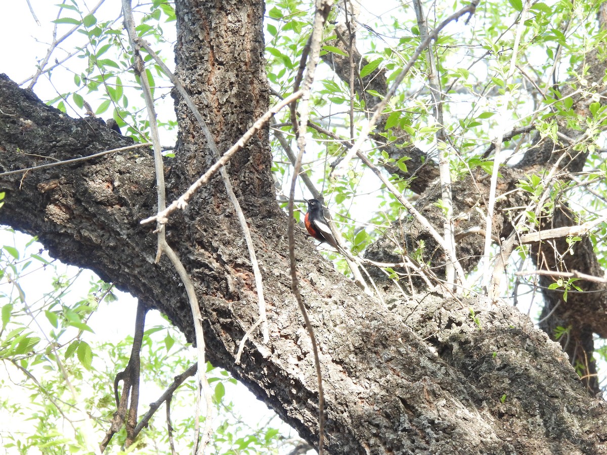 Painted Redstart - ML617155210