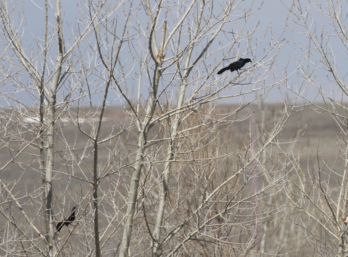 Great-tailed Grackle - ML617155213