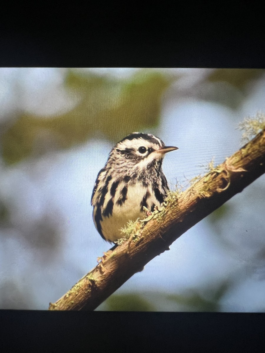 Black-and-white Warbler - ML617155231