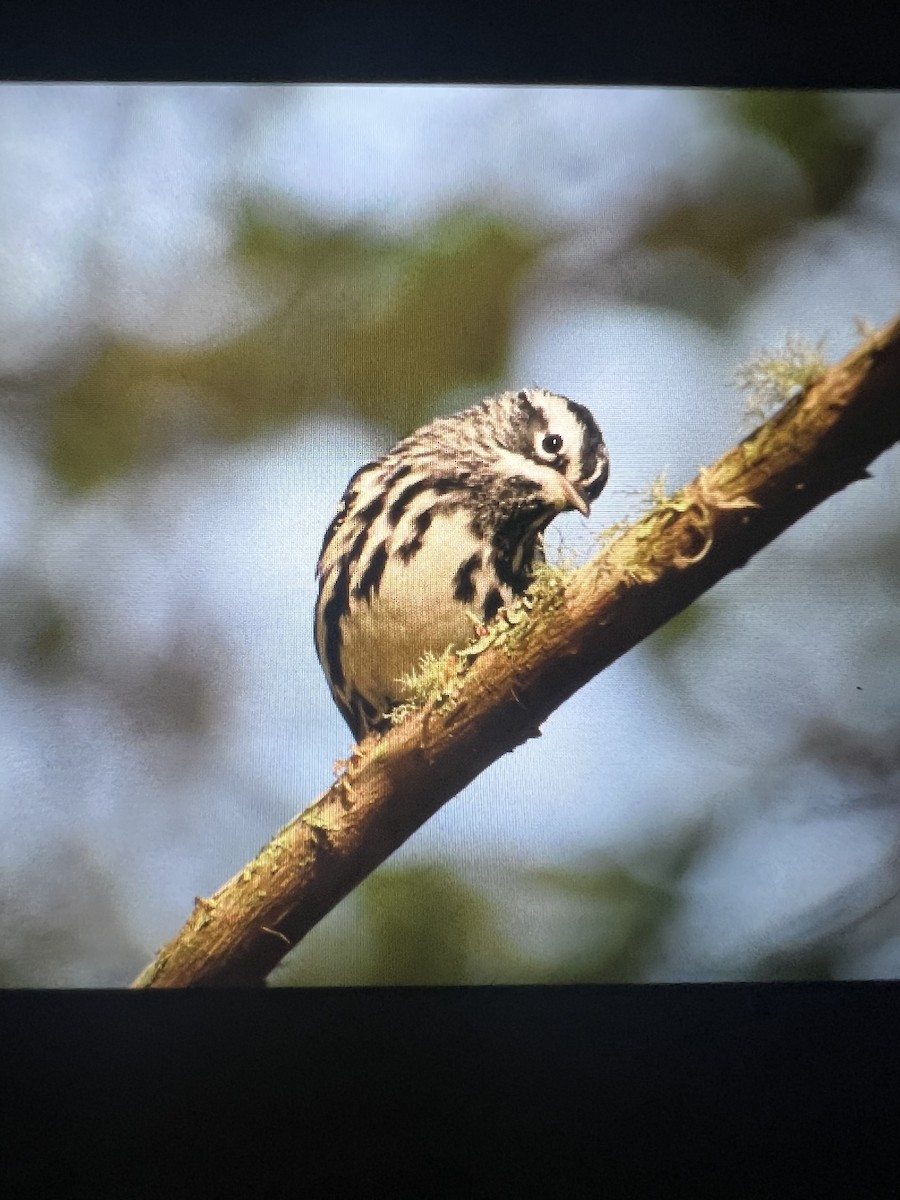 Black-and-white Warbler - ML617155232