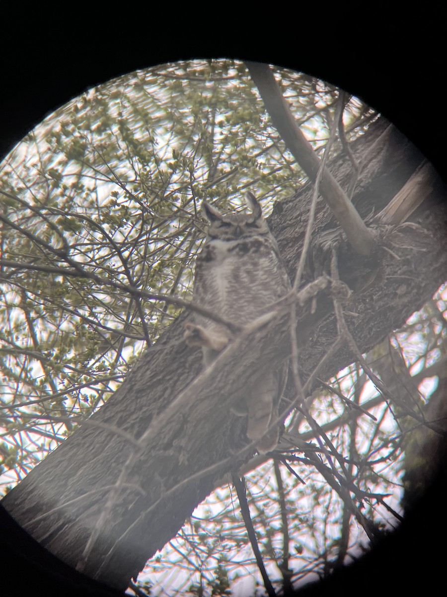 Great Horned Owl - ML617155282