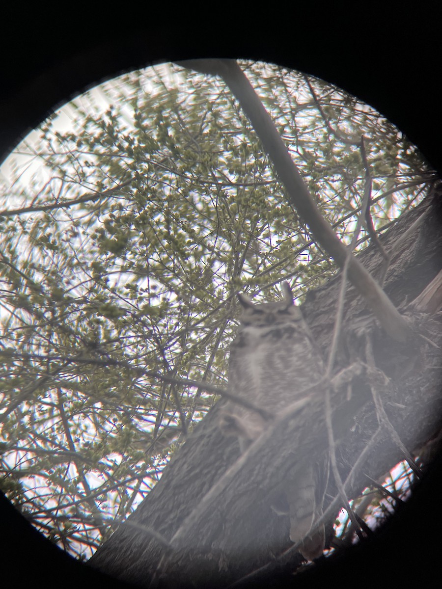 Great Horned Owl - ML617155283
