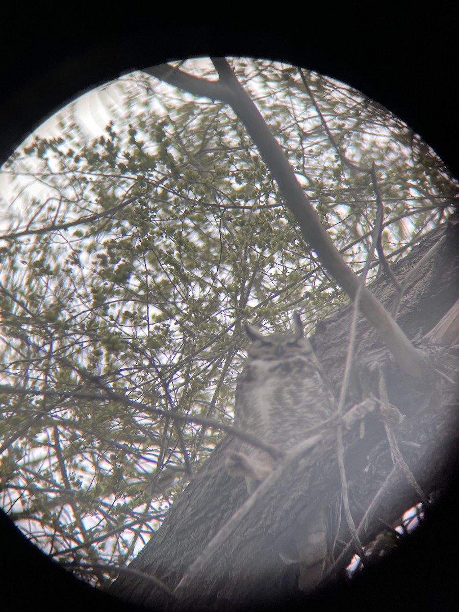 Great Horned Owl - ML617155284