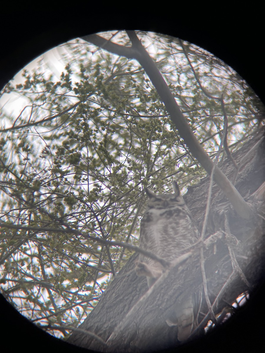 Great Horned Owl - ML617155285