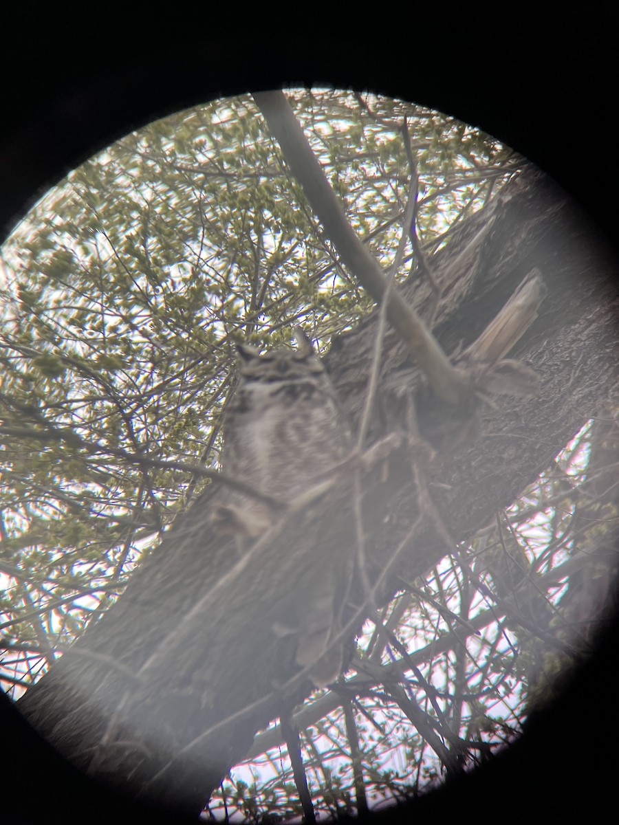 Great Horned Owl - ML617155286