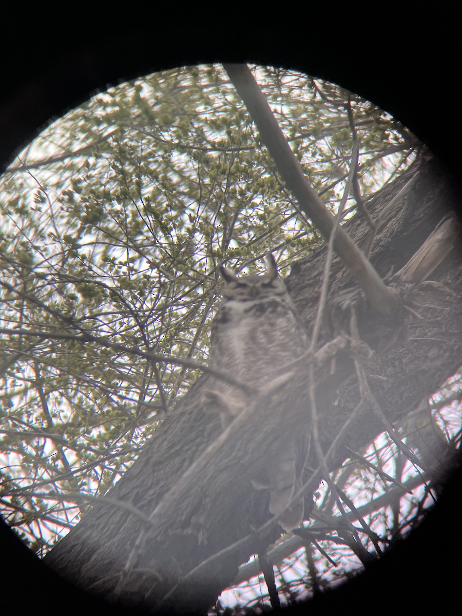 Great Horned Owl - ML617155287
