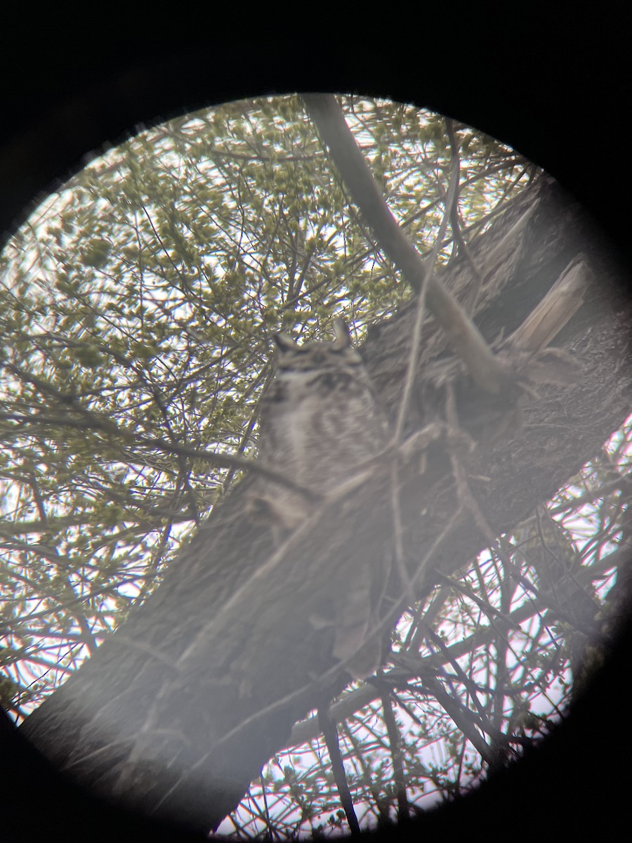 Great Horned Owl - ML617155288