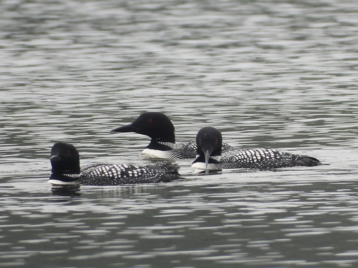 Common Loon - ML617155297